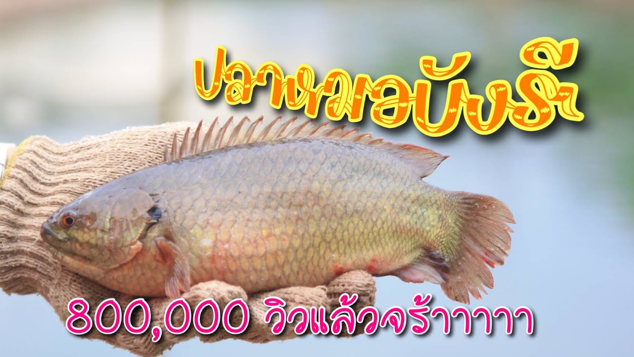 ปลาหมอพันธุ์ยักษ์ เลี้ยงง่าย โตไว กำไร100%