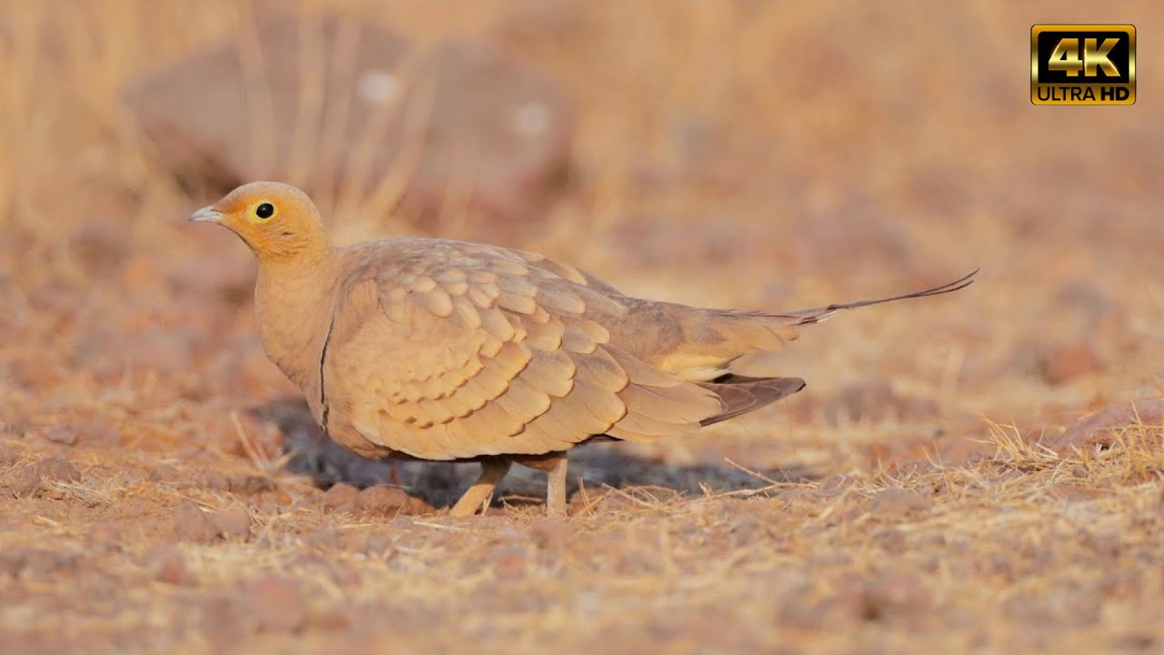 Chestnut bellied Sandgrouse - Kadbanwadi Grasslands, Indapur, Maharashtra