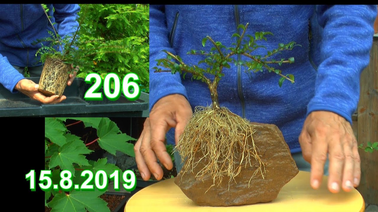 Ab in den Garten Bonsai machen mit Detlef die coolste Pflanze was Bonsai im Outdoor angeht