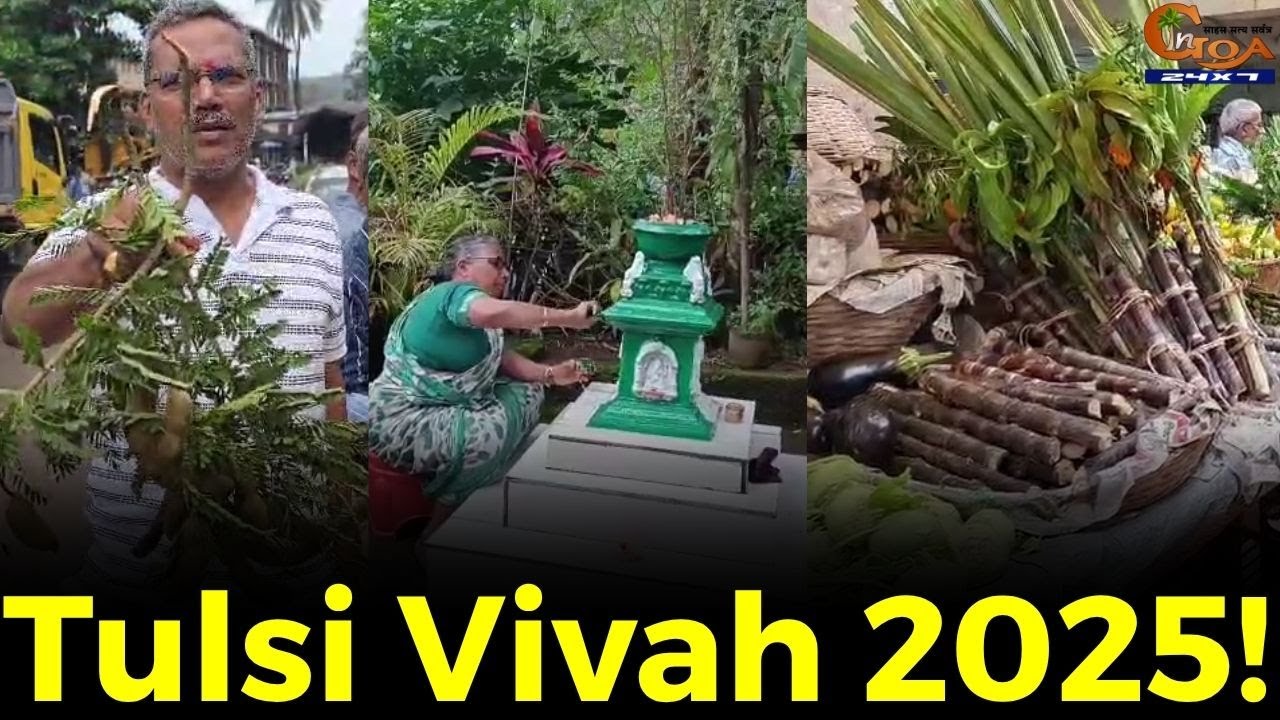 #TulsiVivah 2025! Рынки бурлят в преддверии празднования Tulsi Vivah завтра.