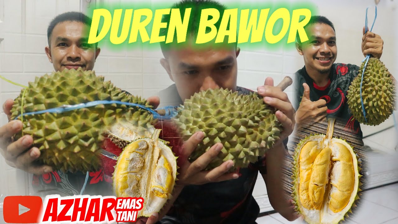 MAKAN BUAH DURIAN BAWOR asli Samarinda KALTIM