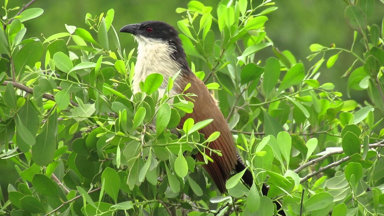 Burchell's Coucal calling