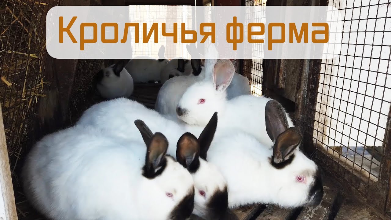 Кролиководство. Мои клетки для кроликов.