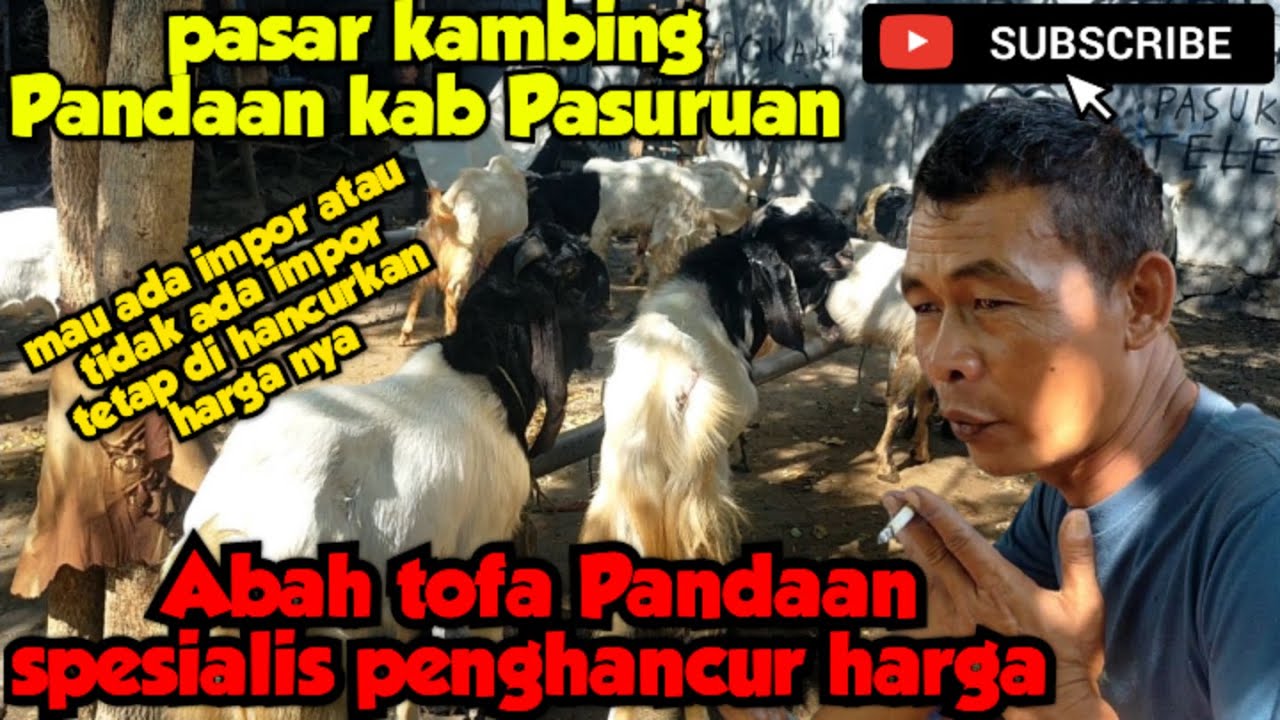 Harga kambing di pasar Pandaan kab Pasuruan 