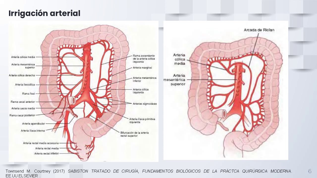 Anatomía y fisiología del colon qx