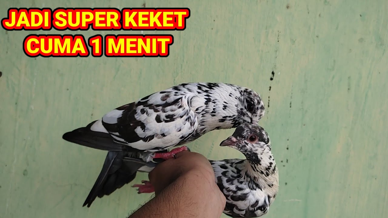 CARA MENAMBAH GIRING KEKET PADA MERPATIKU CUMA 1 MENIT || dijamin giring keket parah