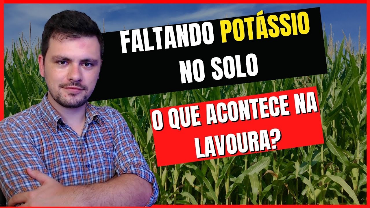 Falta de POTÁSSIO no solo reduz produtividade? O que é um bom nível de potássio?
