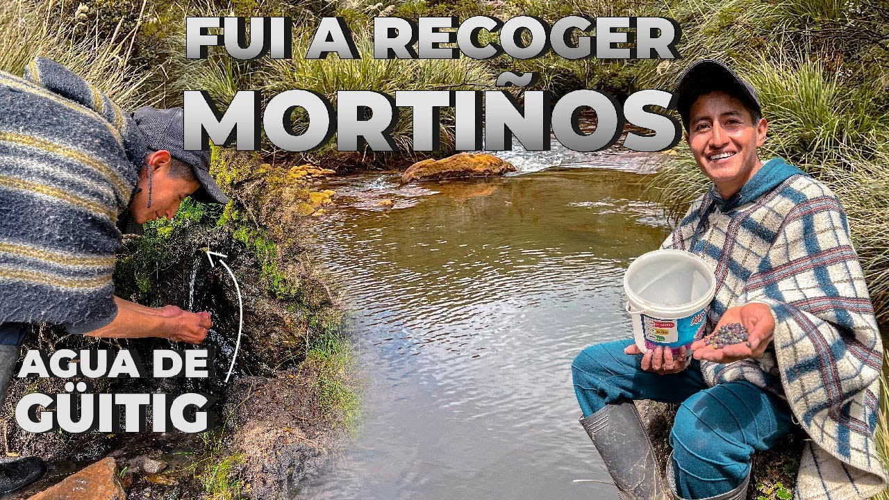 BUSCANDO MORTIÑOS EN EL PARAMO (Encontramos Agua de Guitig) | Edii Luu