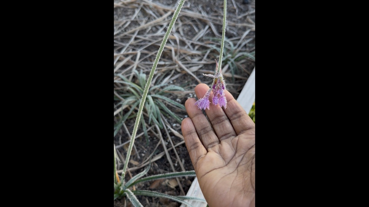 Texas Freeze 2026, Update on my plants, GreenStalk and EZ Cube.