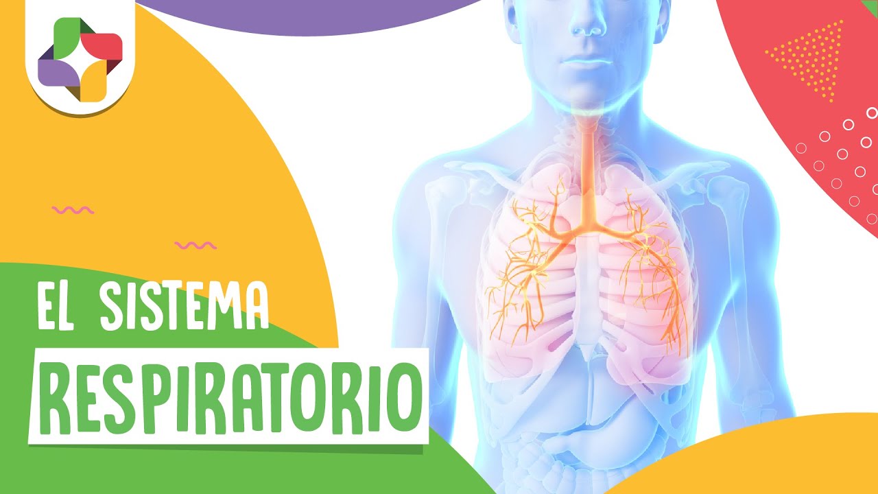 El sistema respiratorio - Biología - Educatina