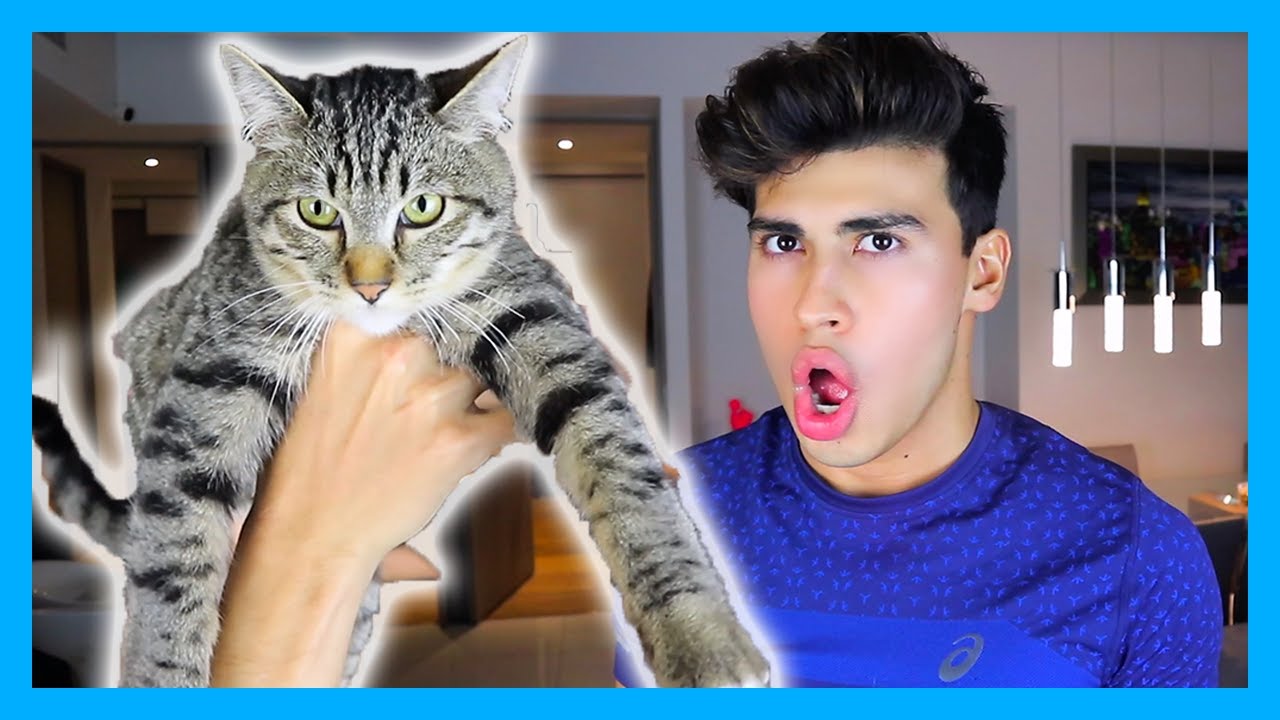 ADOPTÉ UN GATO