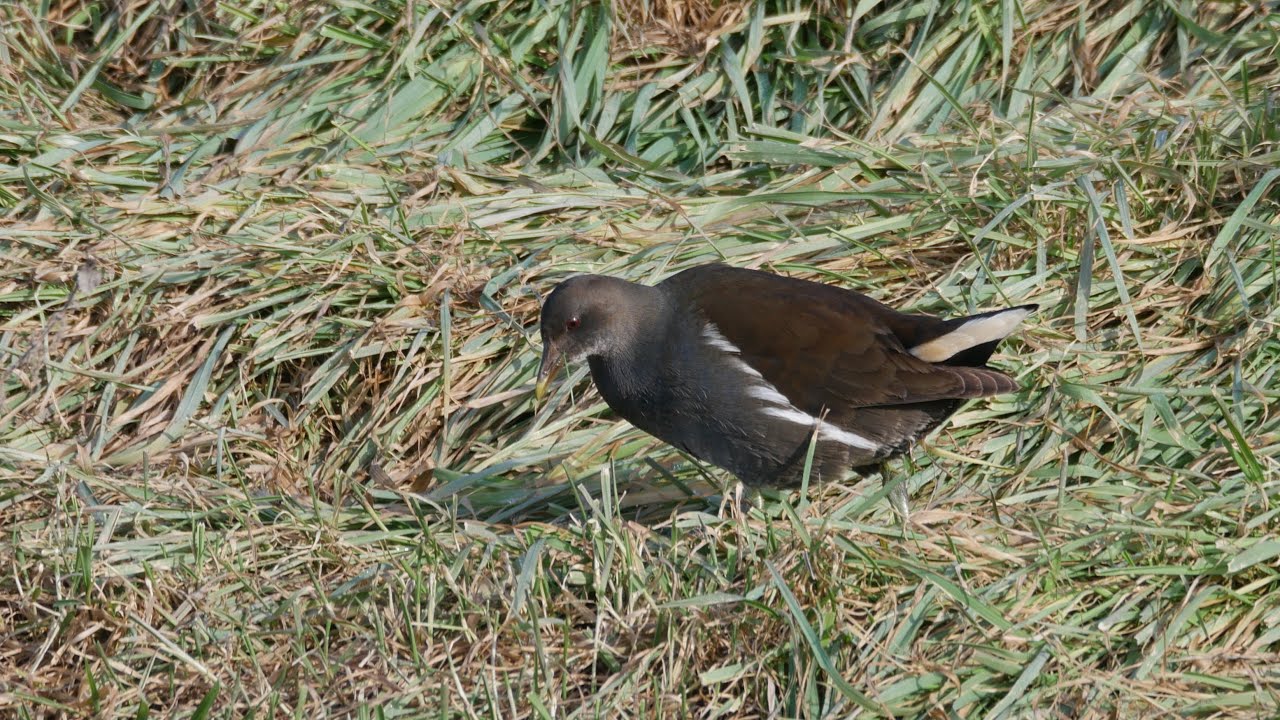 Silepočka vodná (Gallinula chloropus) 26.1.