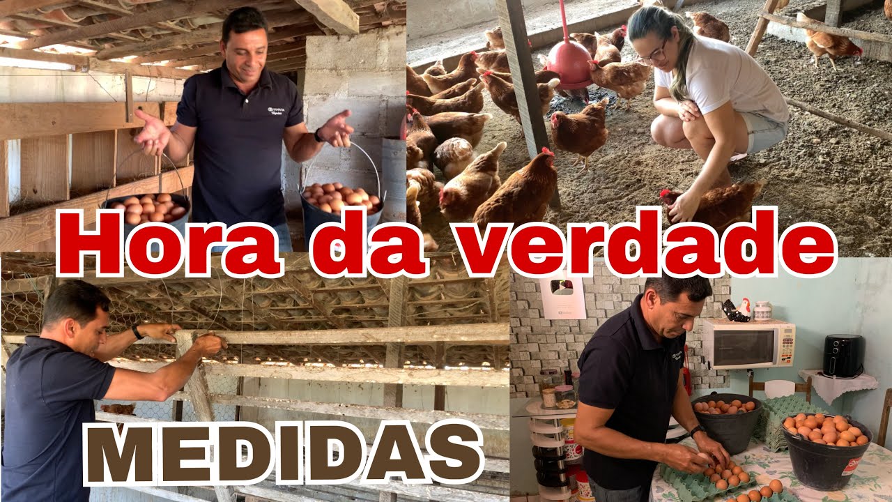 EXPLOSÃO DE OVOS COM APENAS 2 MESES🥚 MEDIMOS O POLEIRO /pathy vida na roça