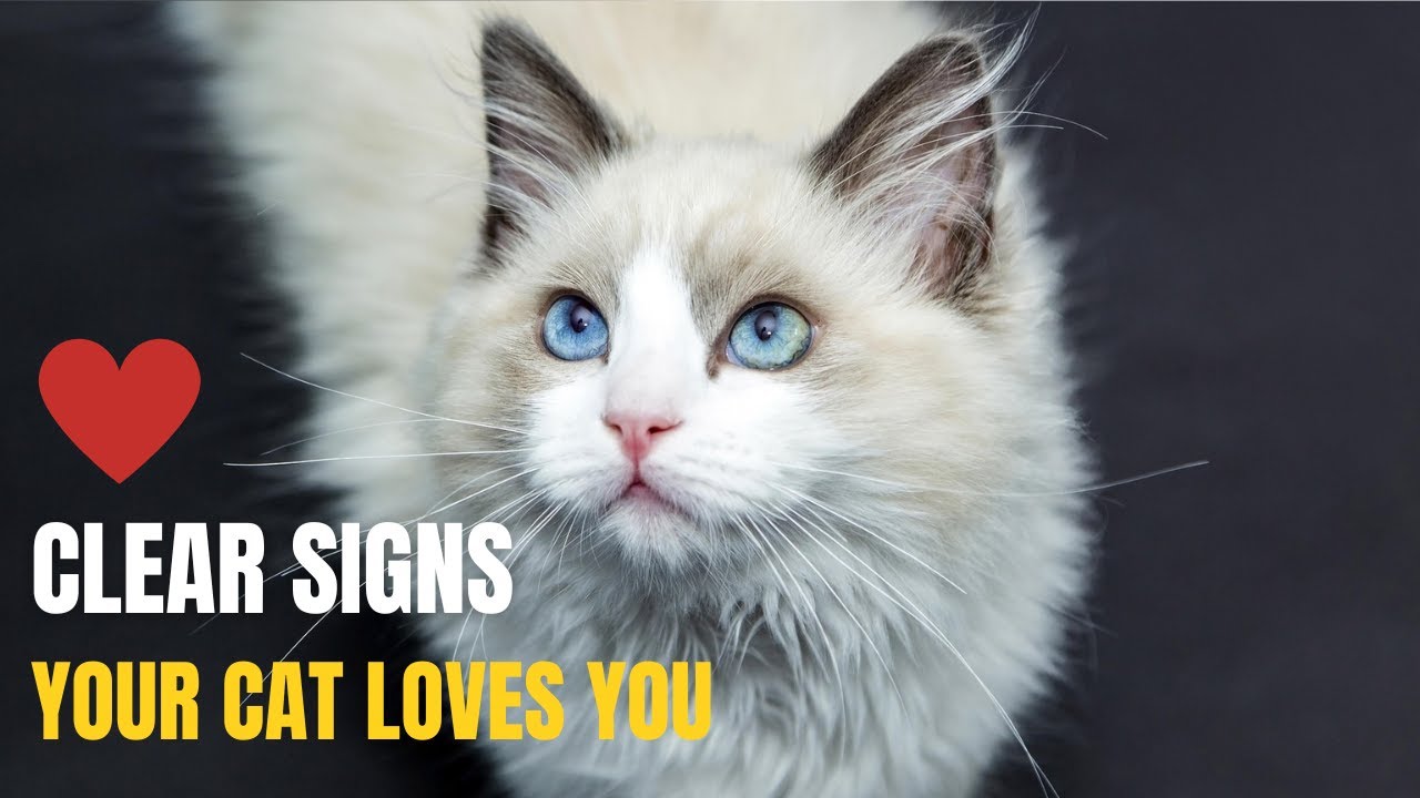 Clear Signs Your Cat Truly Loves You
