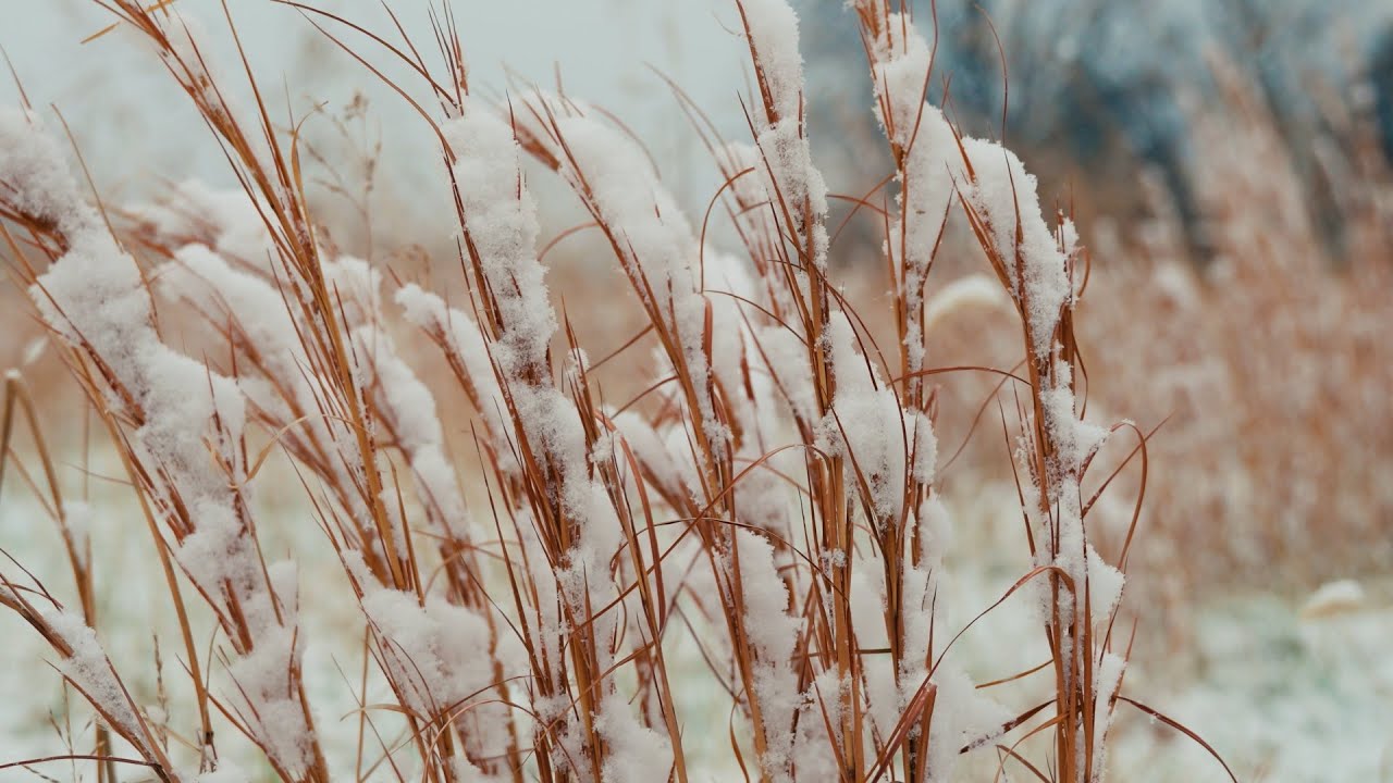 [1 Hour] Cozy Snowfall Sounds for Deep Sleep & Relaxation ASMR