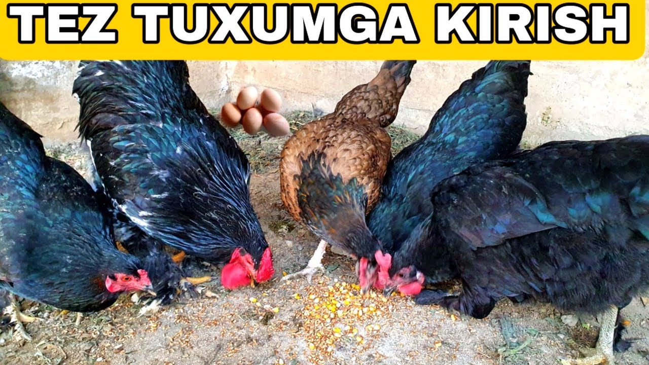QORA TOVUQ BOQISH USLUBIY UY SHAROITIDA