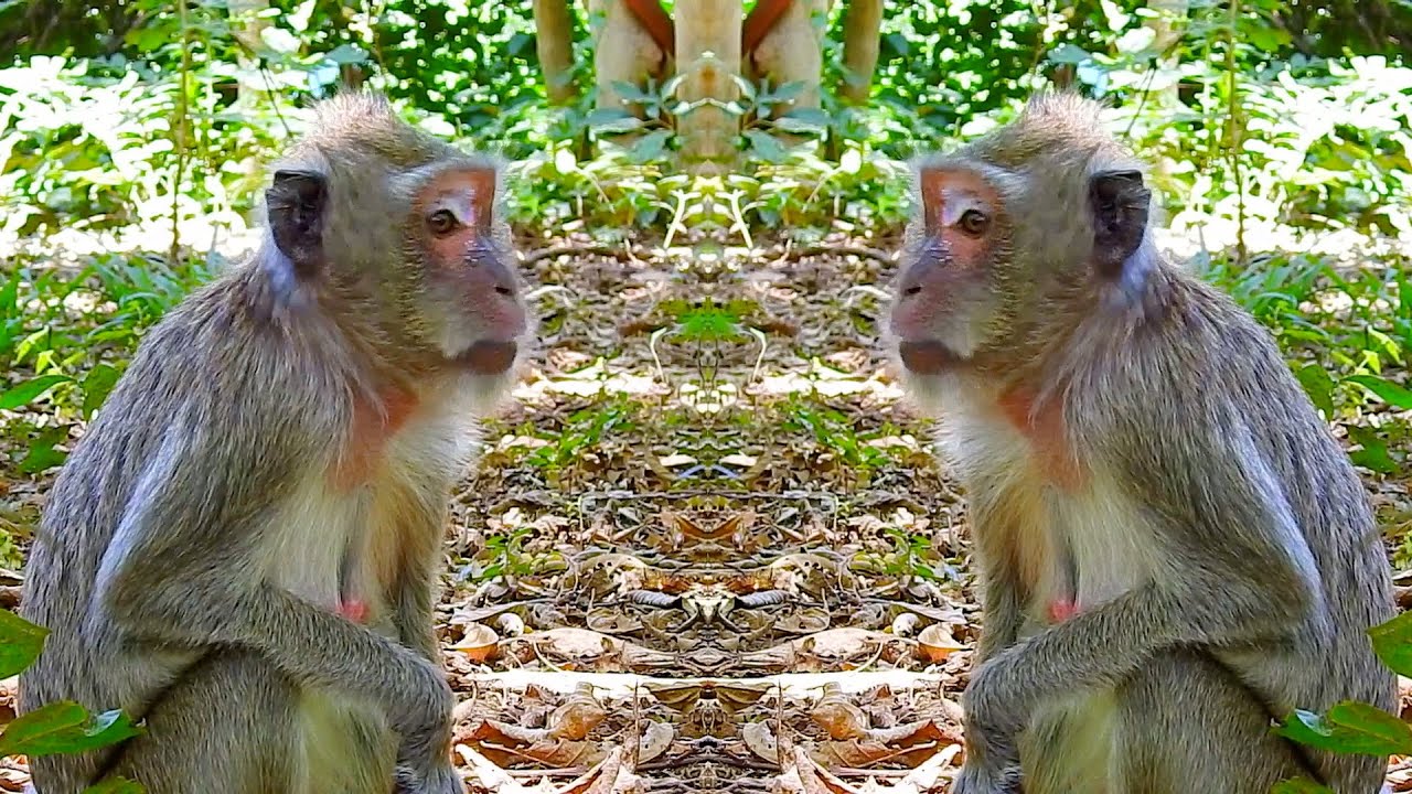 Mother leaves Vegan baby monkey to roam and feed