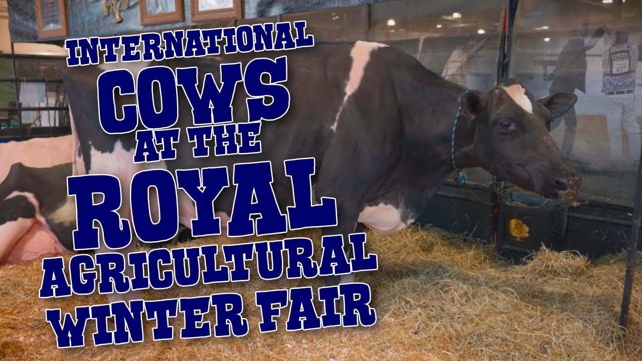 Showing American Cows in Canada | Royal Agricultural Winter Fair