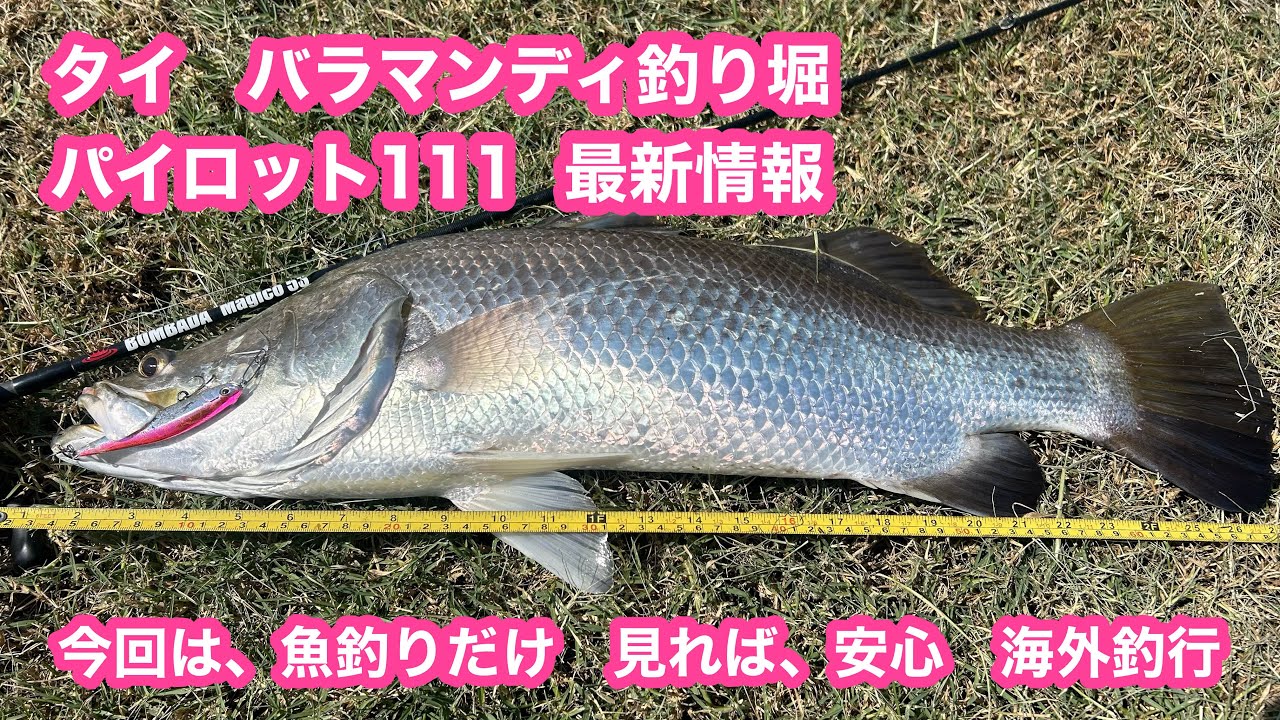 海外釣行バラマンディ　最新情報　パイロット111 タイ　バンコク　釣り堀