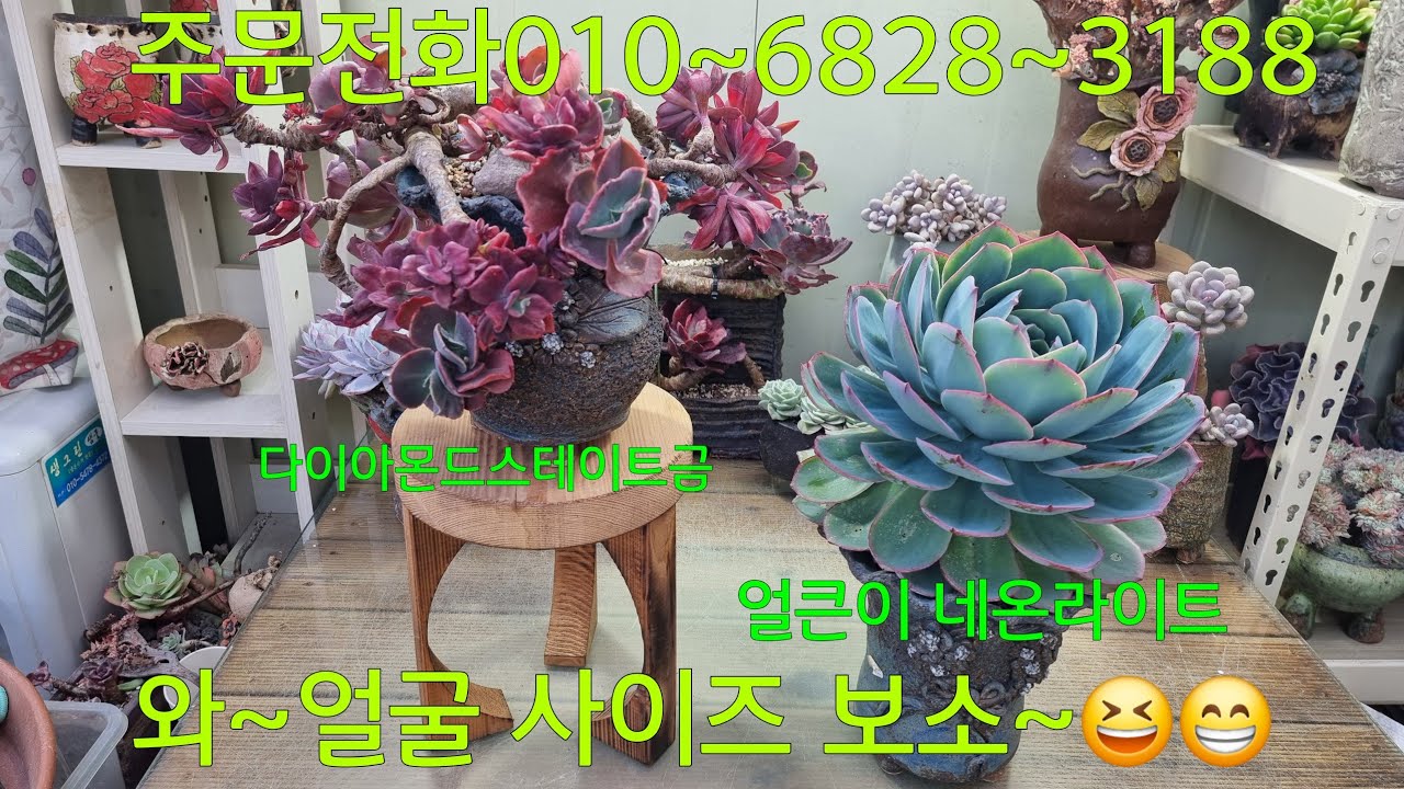 (26.3.3.화)대왕 네온라이트~😆😁