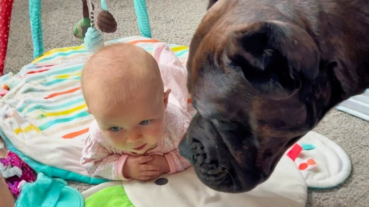 The 125-Pound Cane Corso Who Stayed by a Child’s Side Through Every Moment