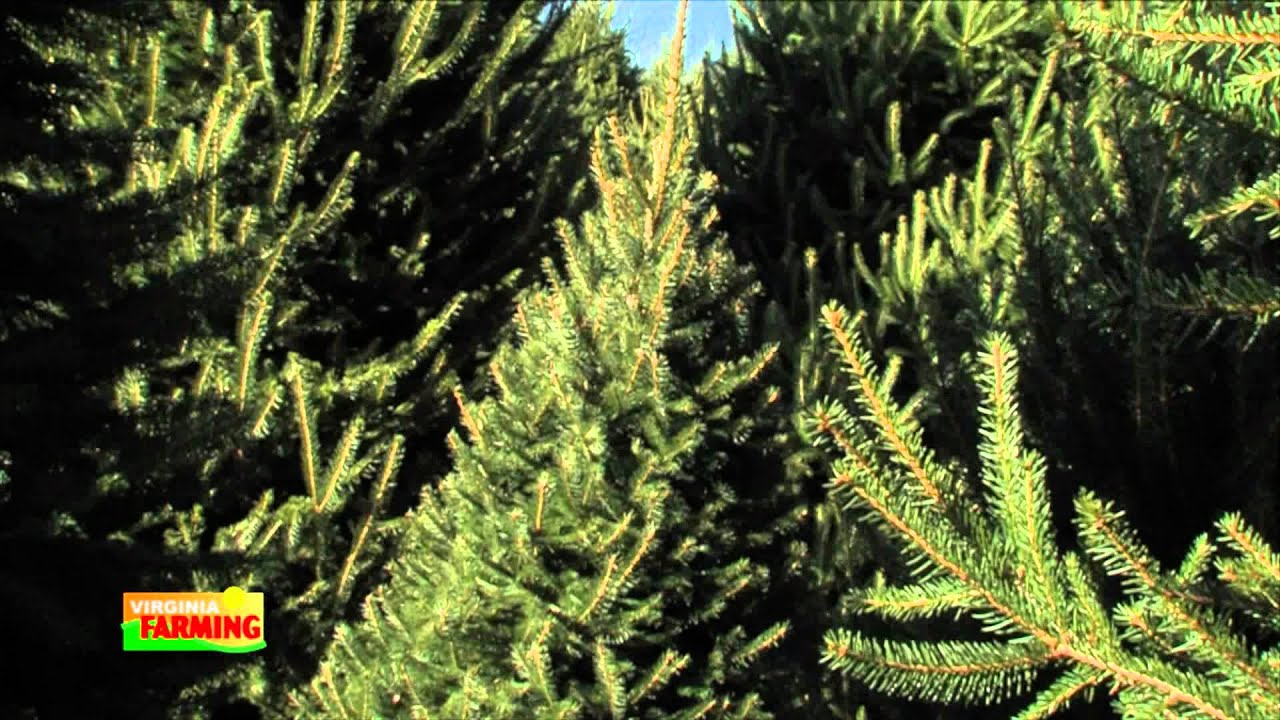 Virginia Christmas Trees with Grower Dave Thomas