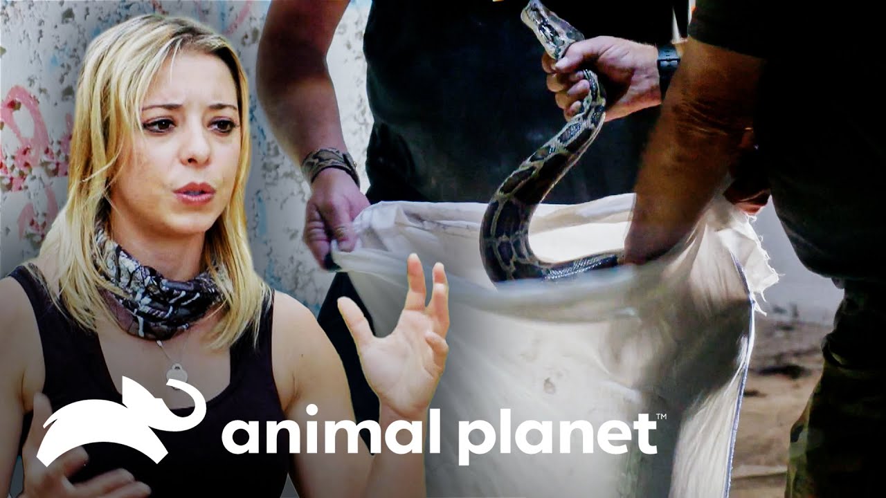 Equipe caça cobras dentro de prédios abandonados | Caçadores de Pítons | Animal Planet Brasil