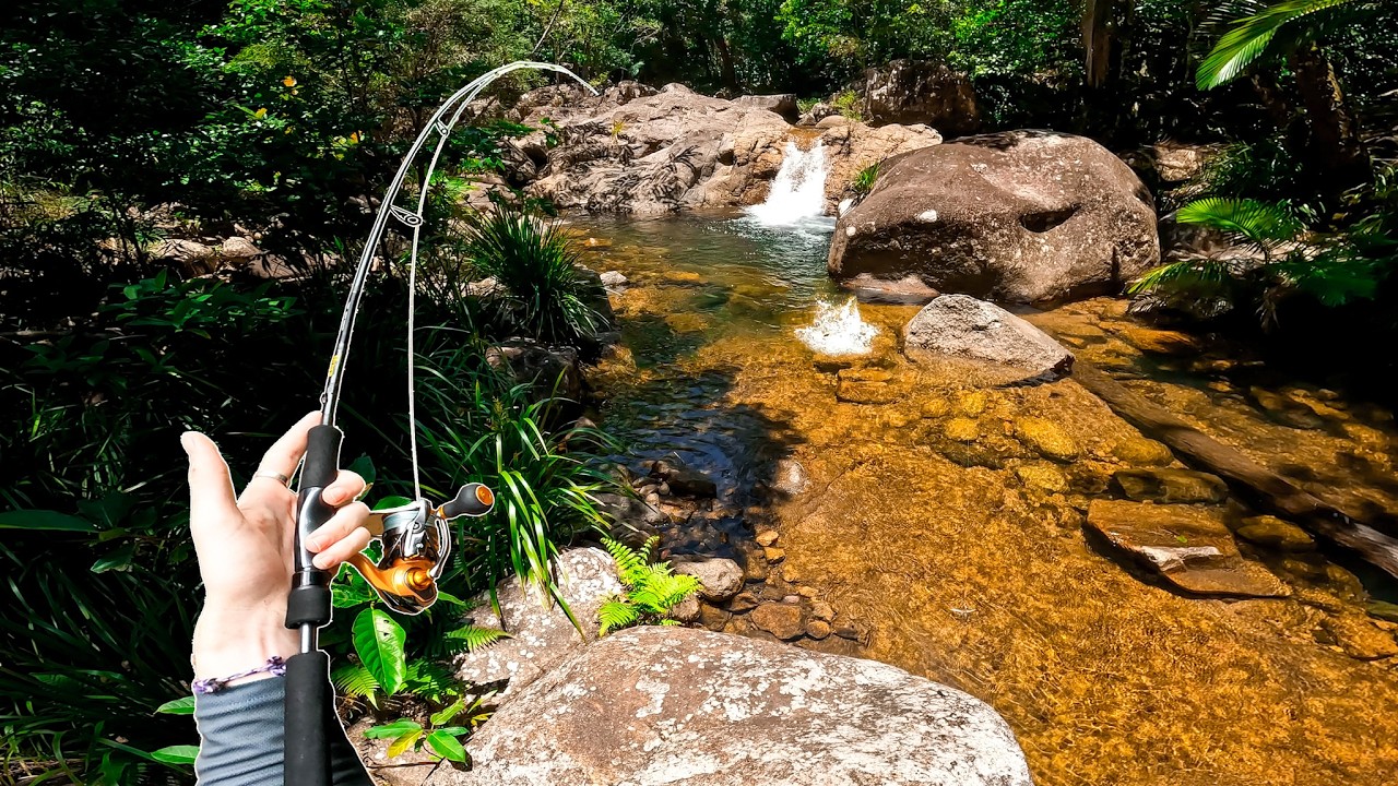 TOPWATER Jungle Perch in Remote Rainforest Creeks