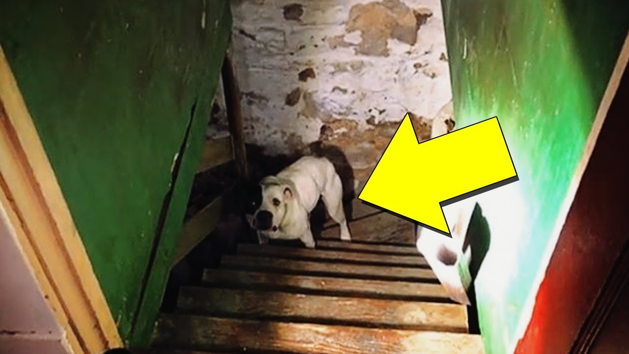 Man Moves Into New House Only To Find A Heartbreaking Sight In The Basement