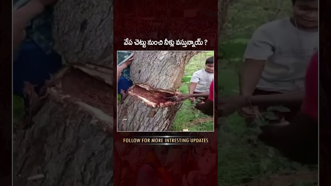 Water Coming Out Of Tree In Prakasam District | 