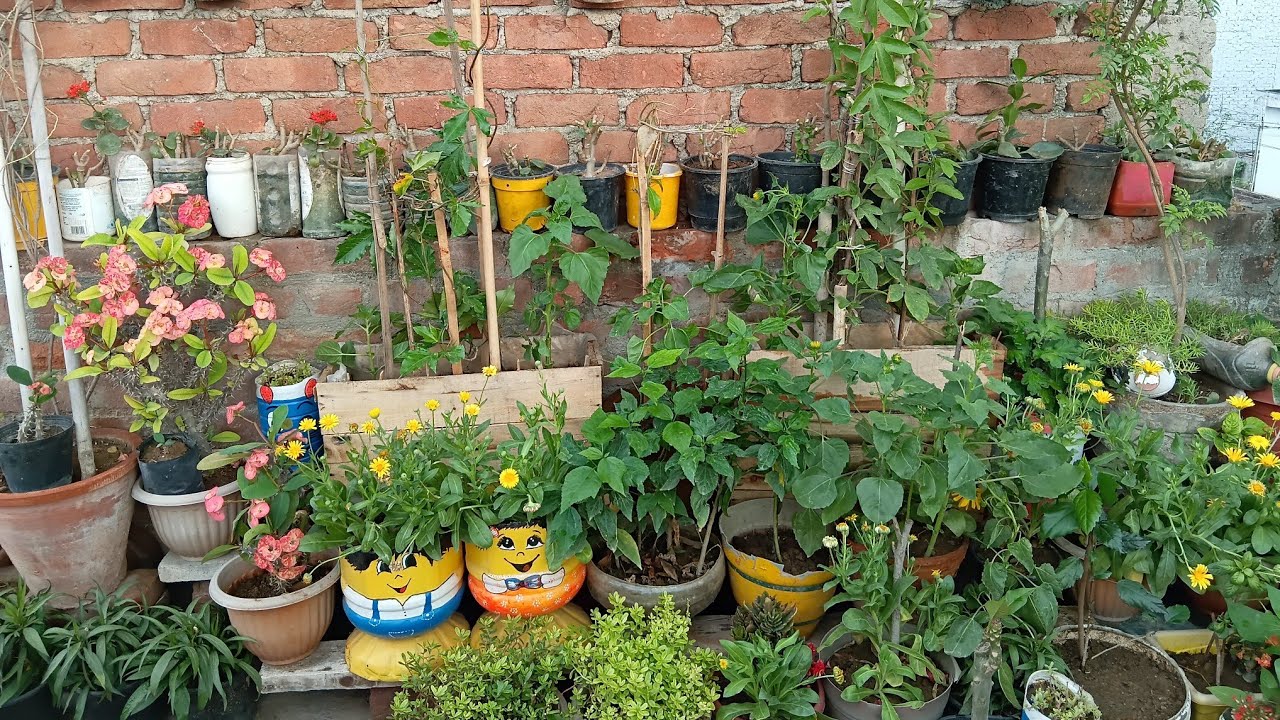 How to repott nursery flowers plant? Nursery se laye beale wale plant ko kaise repott kare.🪴🪴 #plant