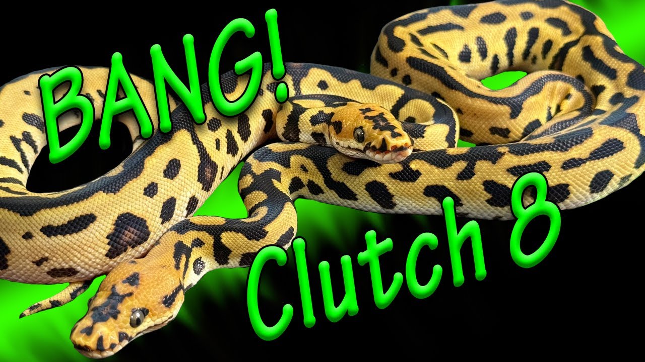 Clutch 8 Еще больше БАХ!!