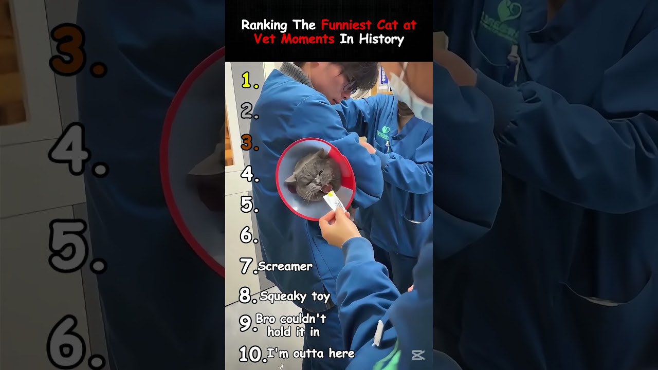 Ranking The Funniest Cat At Vet Moments In History 😭