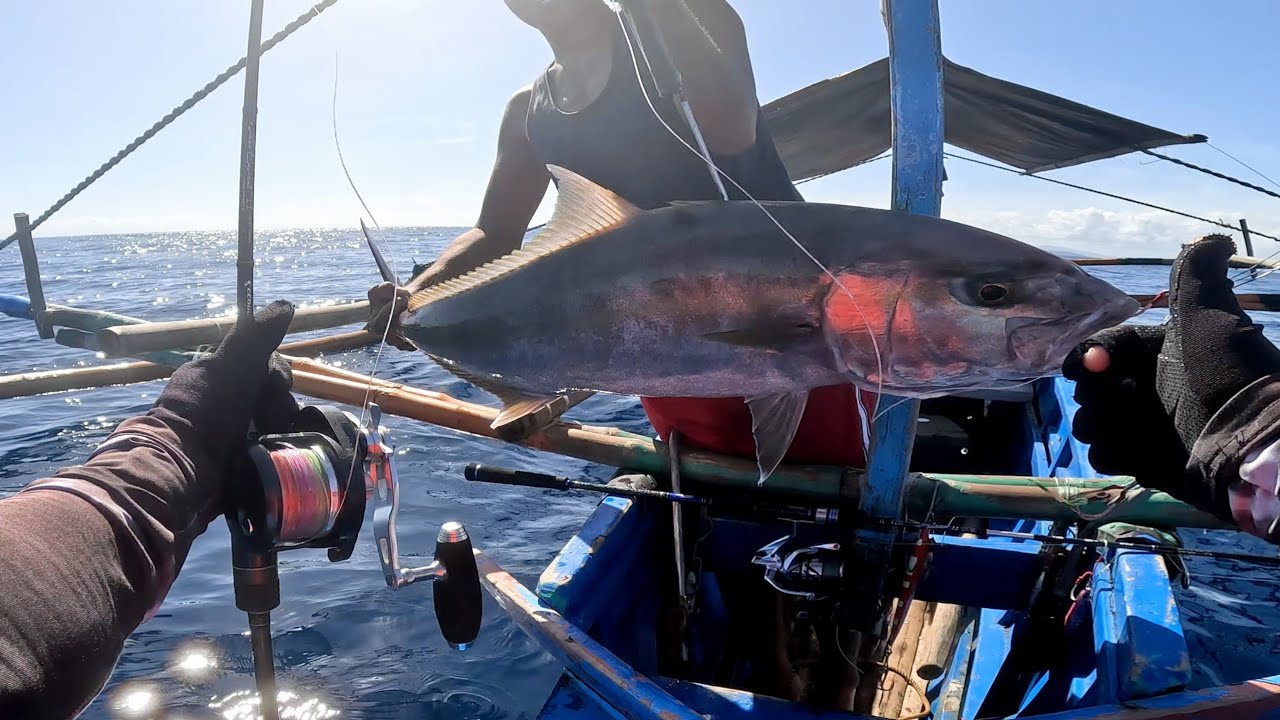 4 hrs Jigging fishing harvest. Amberjack fish, grouper, barracuda fish. #verticaljigging #fishing