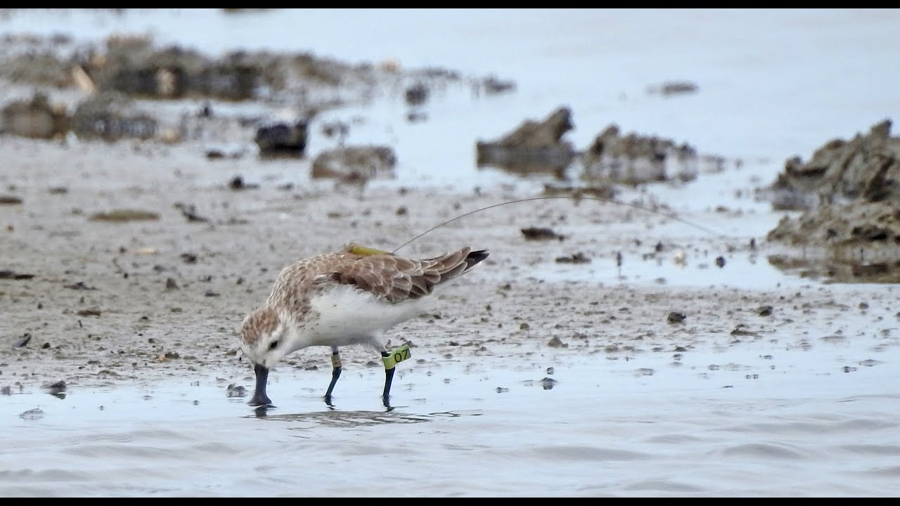 Searching for Spoon-billed Sandpiper in Indonesia