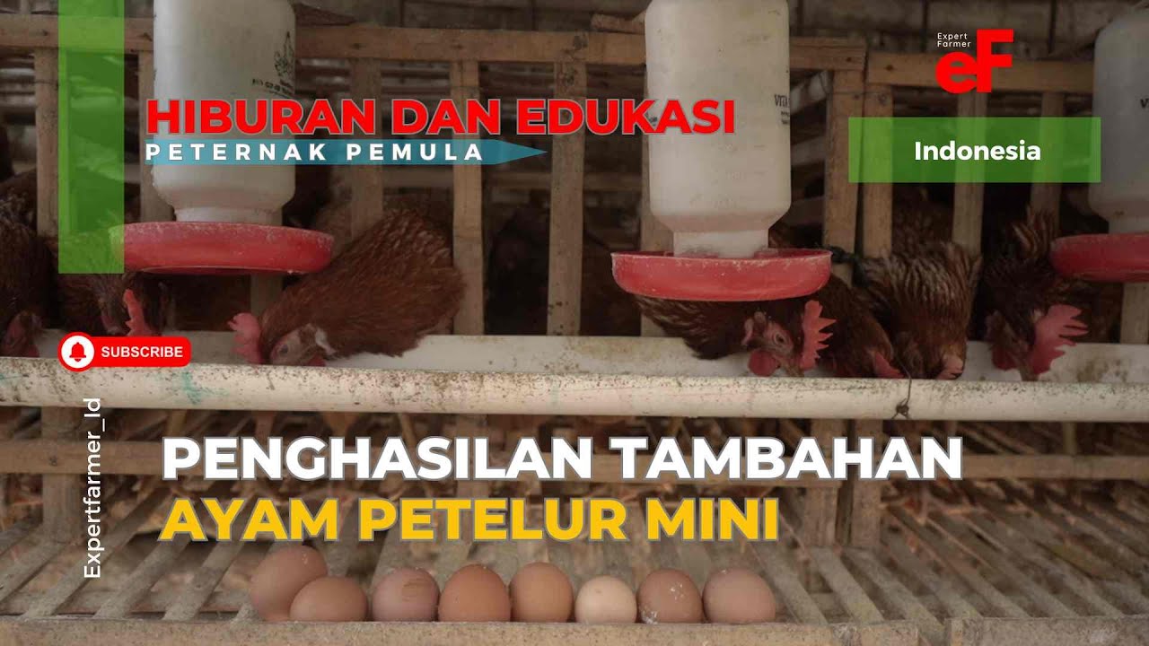Ayam Petelur Mini- Penghasilan Tambahan - Untuk Para Pekerja