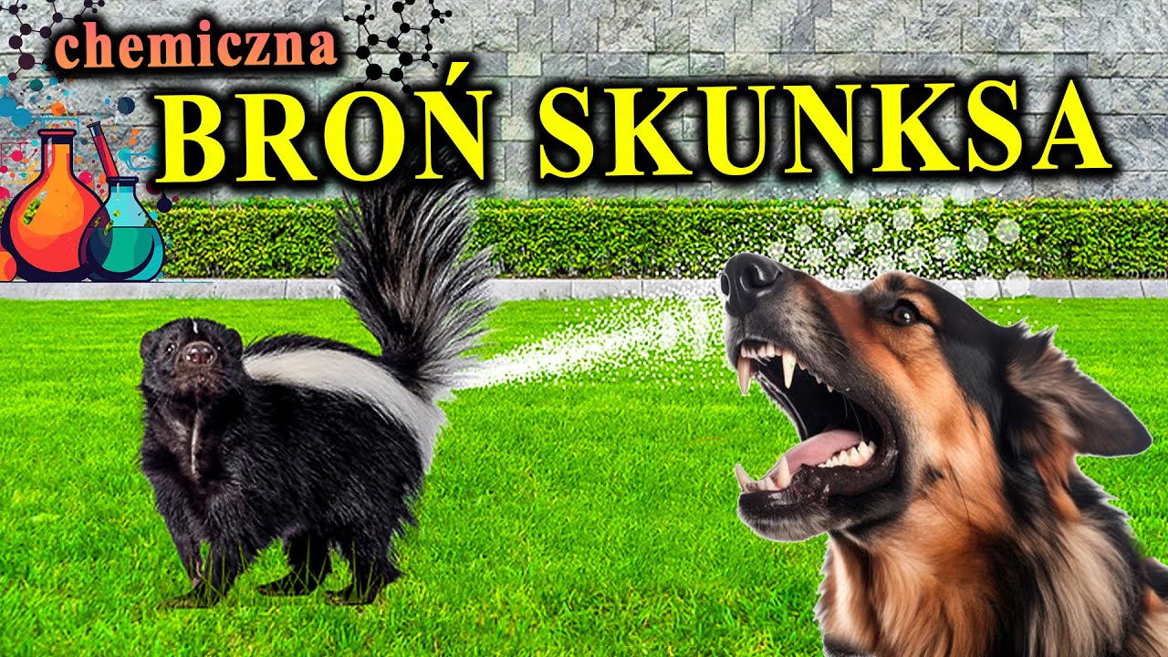 Jak Pies, Lis i Niedźwiedź Reagują na Jego Broń?