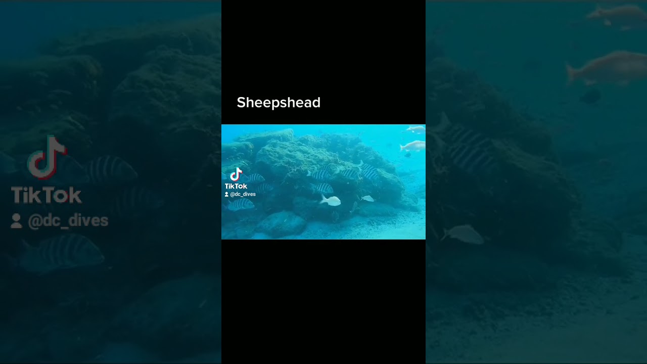 Sheepshead