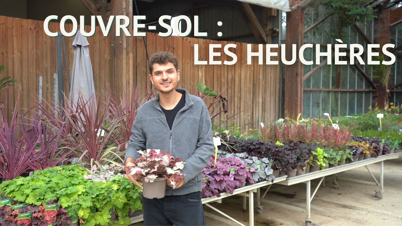 Plantes COUVRE-SOL : Heuchères, Sedum et Fétuque