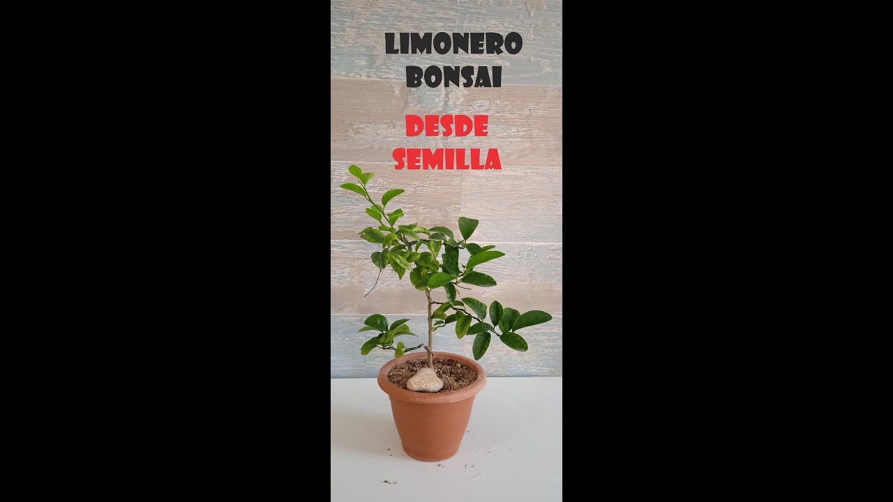 [ LIMONERO BONSAI DESDE SEMILLA ] alambrado y actualizado.  🪴🎍