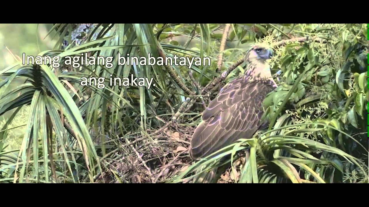 Calanasan Apayao Eagle