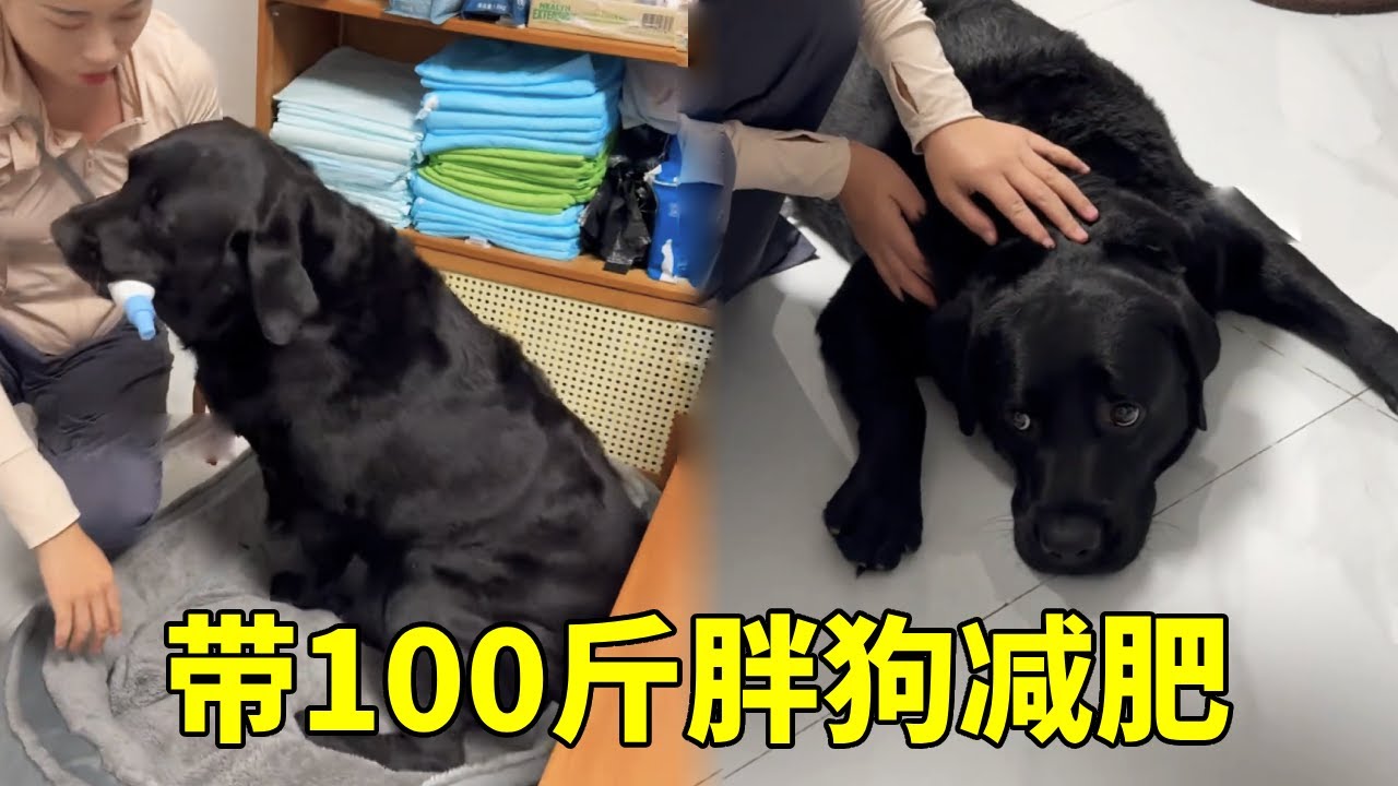 上门遛狗，给狗当教练带100斤的胖狗减肥，松狗绳前一定要三思啊~