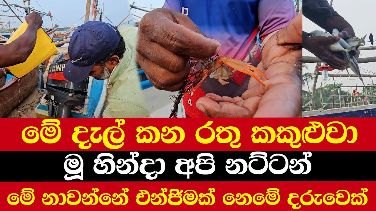 මේ දැල් කන රතු කකුළුවො | මූ හින්දා අපි නට්ටන් | මේ නාවන්නේ එන්ජිමක් නෙමේ දරුවෙක්
