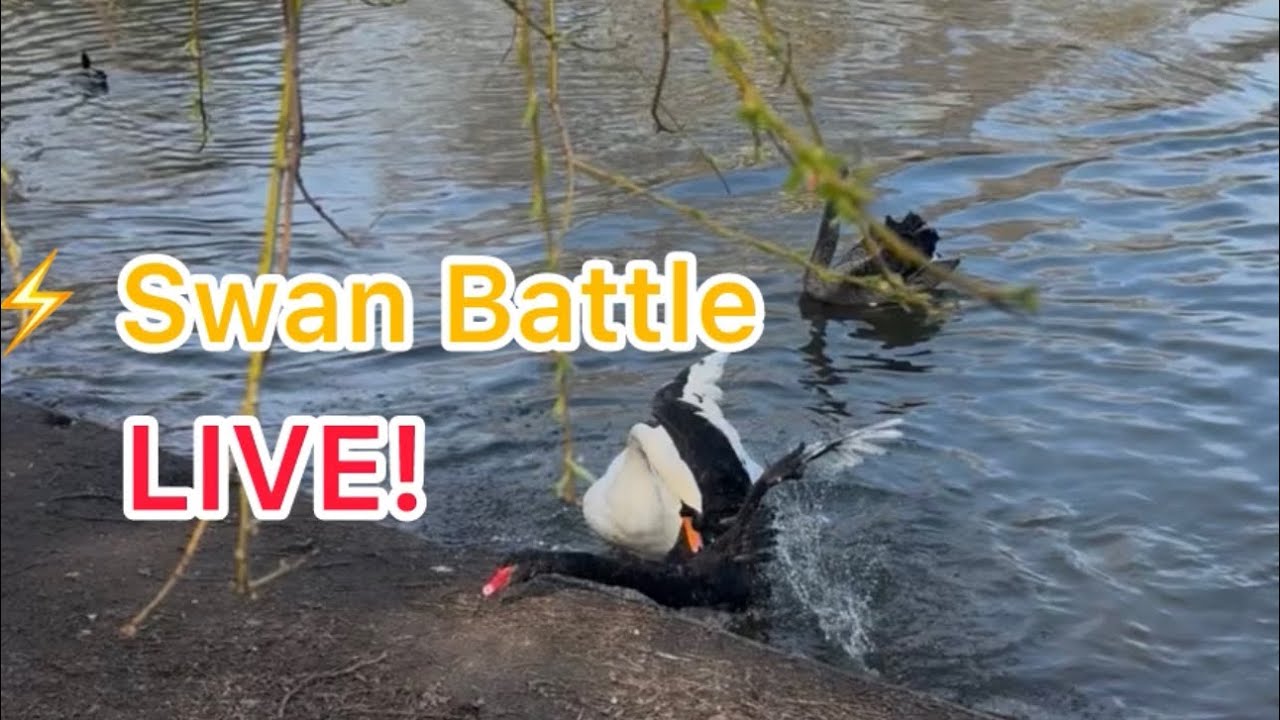 🌊 Lake Life: LIVE Now! 🌊 Жизнь озера: прямо сейчас!