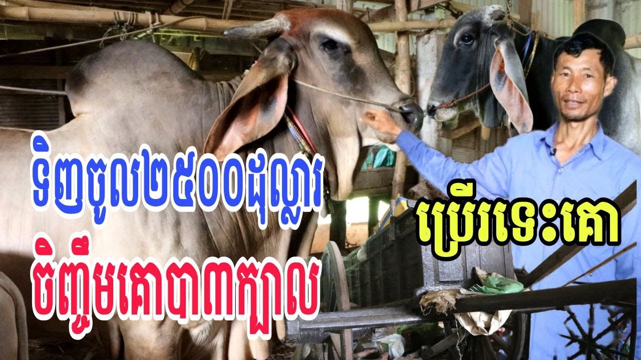 ទិញចូលតម្លៃ២៥០០ដុល្លារ ចិញ្ចឹមគោបា៣ក្បាល នៅរក្សានិងប្រើរទេះគោទៀត