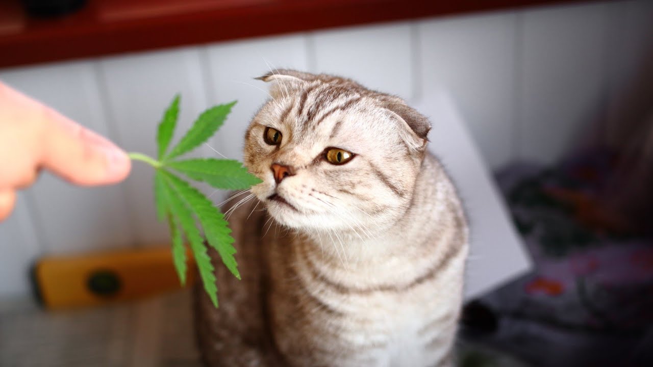 Why Cannabis and Cats Don't Mix