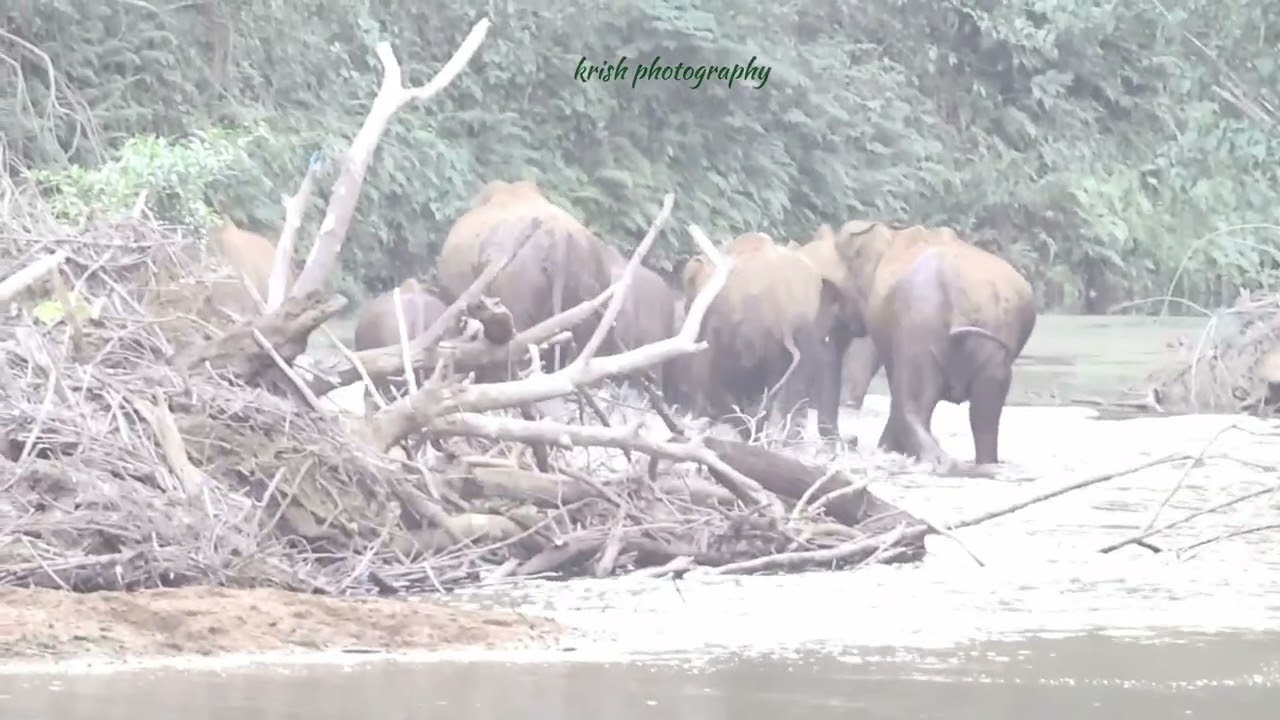 കാട്ടാനകൾ കലിപ്പിലാണ്  #athirapalli #wildlife#animals #wayanad #thekkady #idukki#elephant#kabani