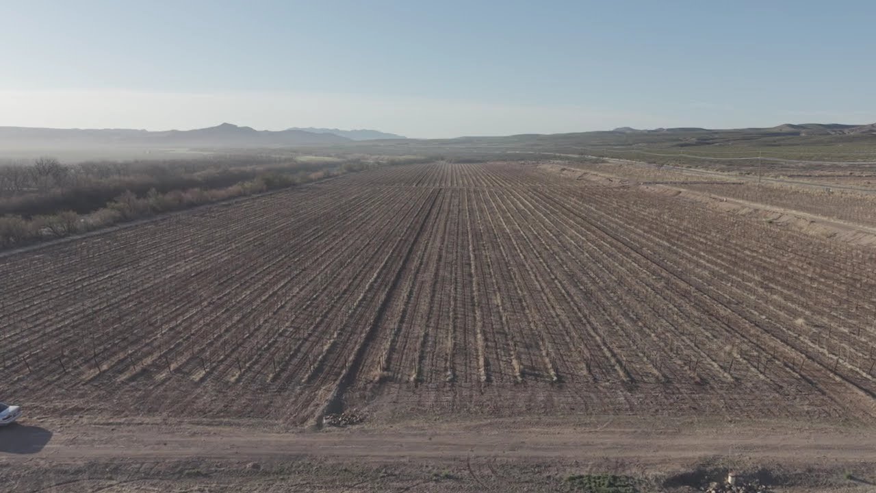 Noisy Water Vineyard on the Rio Grande