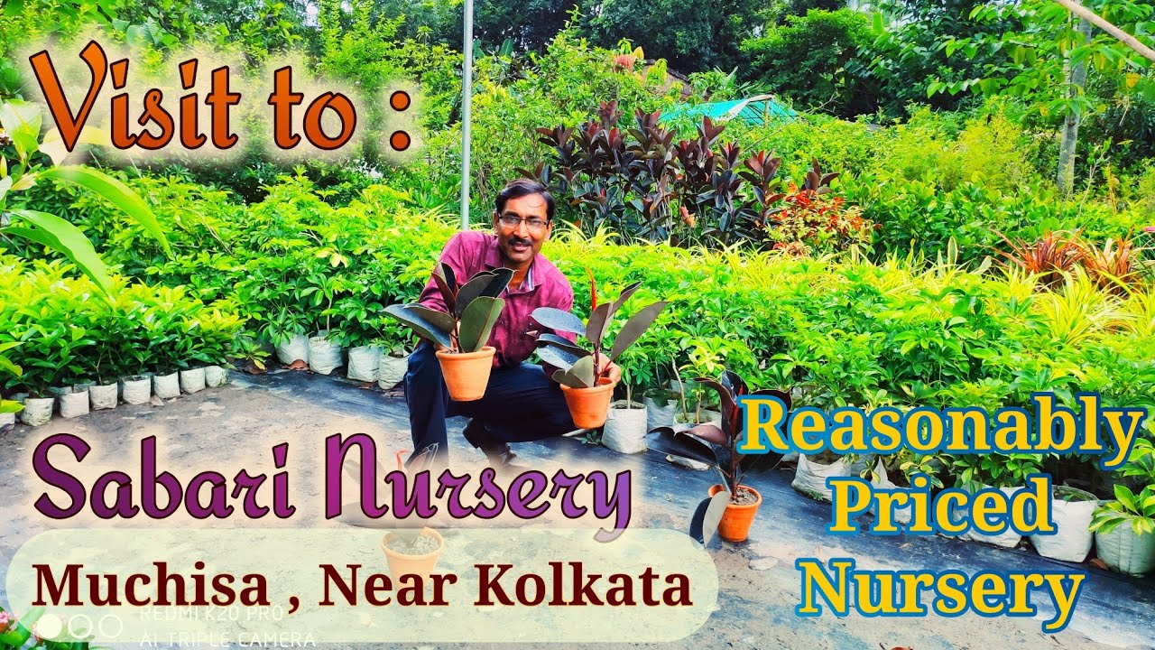 Visit to a Reasonably Priced Nursery at Muchisa , Kolkata