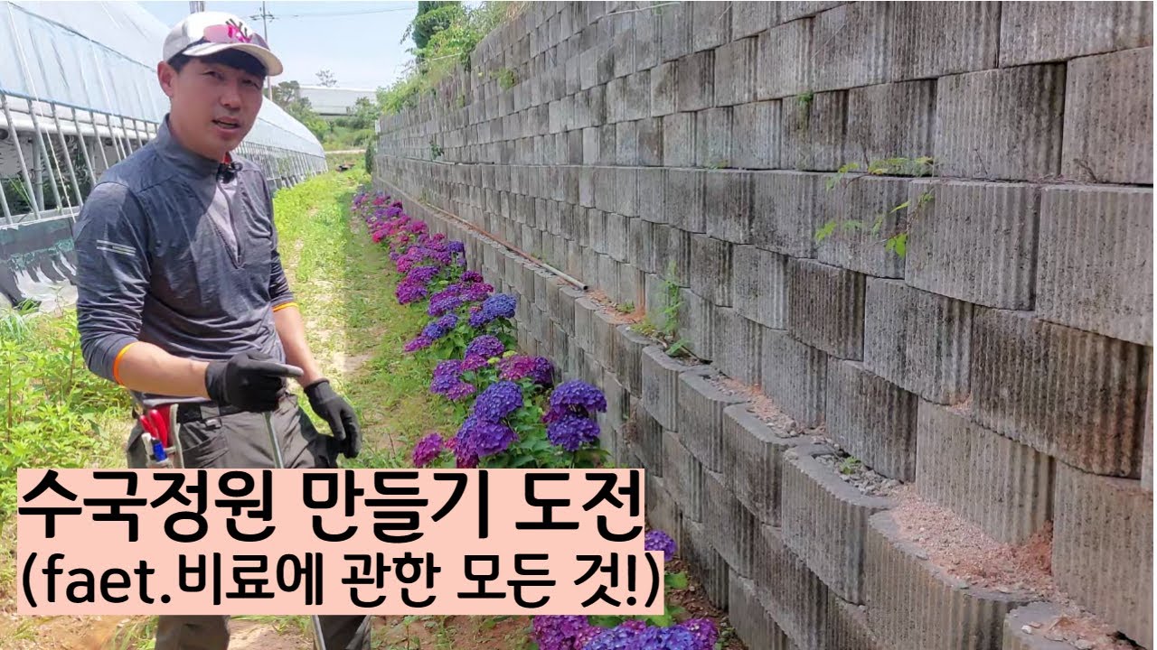 식재 후 3년만에 수국정원만들기 도전~(faet.비료에 관한 모든것!)
